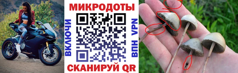 Псилоцибиновые грибы мицелий  blacksprut ONION  дарк нет Telegram  продажа наркотиков  Армавир 